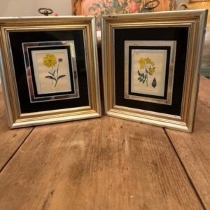 Colorful antique North American botanicals